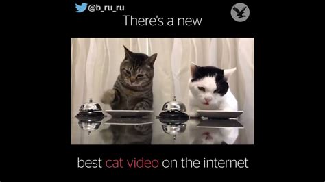 Pavlovs Cats Youtube