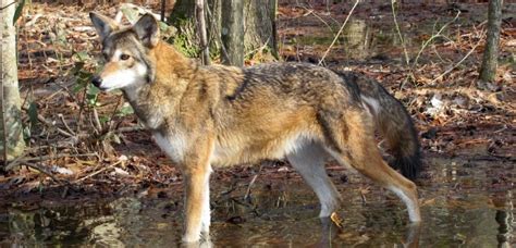 Stop The Usfws From Abandoning The Wild Red Wolf Nationofchange