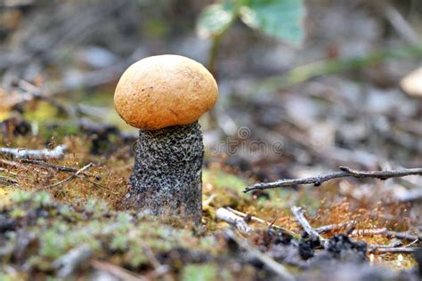 Small Mushroom Grows In Forest Stock Image Image Of Moss Natural