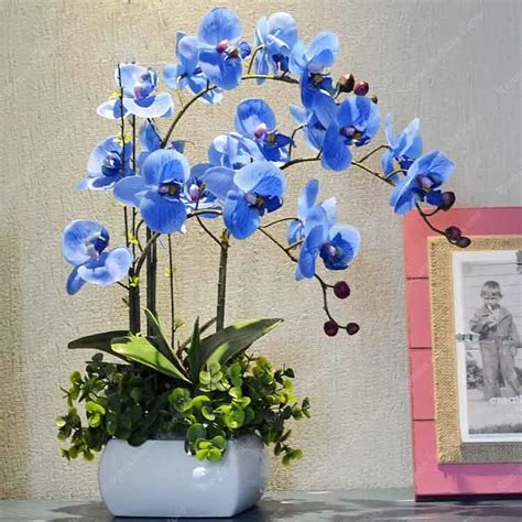 Zlking Rare Orchid Bonsai Balcony Flower Blue Butterfly Orchid