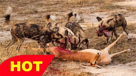 Wildlife Documentary African Wild Dogs Attacks National