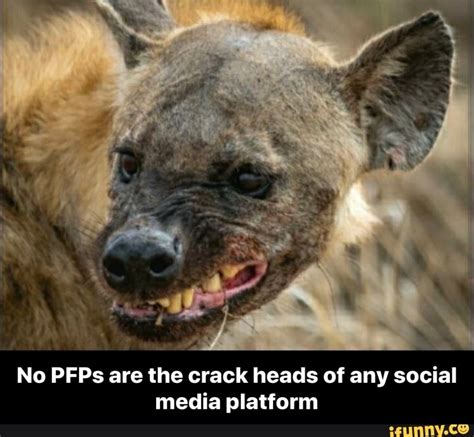 No Pfps Are The Crack Heads Of Any Social Media Platform