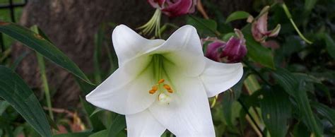 Easter Lily Lilium Lonlorum White Elegance