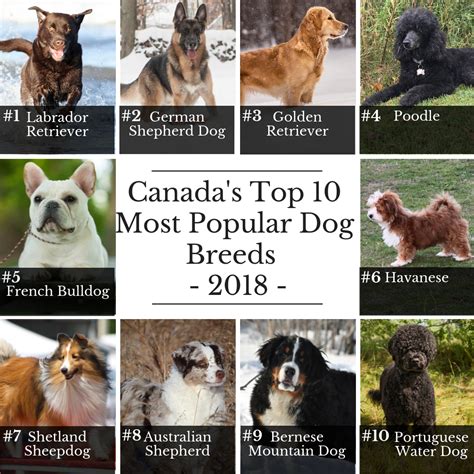 Announcing Canadas Top 10 Most Popular Dog Breeds Of 2018