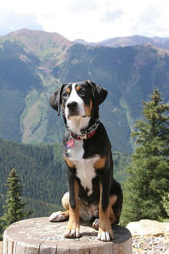Colorado Mountain Dog Entlebucher Mountain Dog Mountain Dogs Swiss