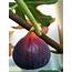 EDIBLE GARDEN LANDSCAPE Planting Common Fig Tree Ficus Carica In Hot 