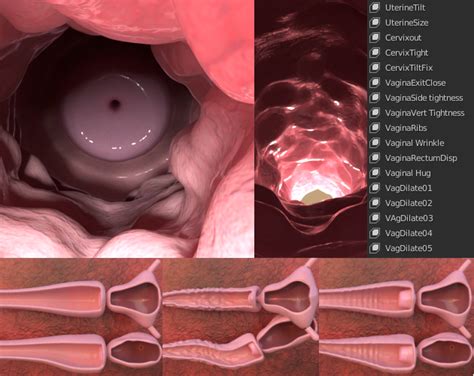 Anatomical Vaginal Canal And Uterus High Detail With Morphs By Garrisen