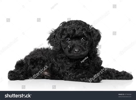 Black Toy Poodle Puppy 6 Week Stock Photo 97740326 Shutterstock