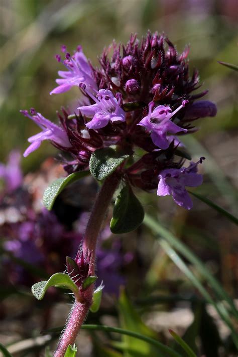 Thymus Praecox Ssp Polytrichus Wild Thyme The Alpine Flora Of