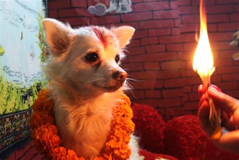 Why Dogs Shvan Are Gods A Major Belief In Hinduism