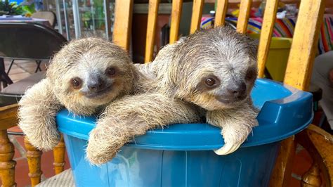 Cute Baby Sloths Learn To Climb Youtube