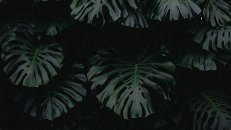 Aesthetic Desktop Plants Wallpapers Wallpaper Cave