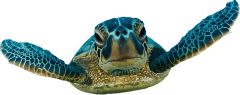 Download Hd Turtle Sea Turtles Swimming Png Transparent Png Image