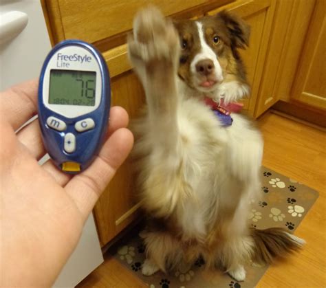 Trial and error on your part as you create recipes or looking up. Diabetic Dog: Tips To Manage Dogs' Diet That Dog Owners ...