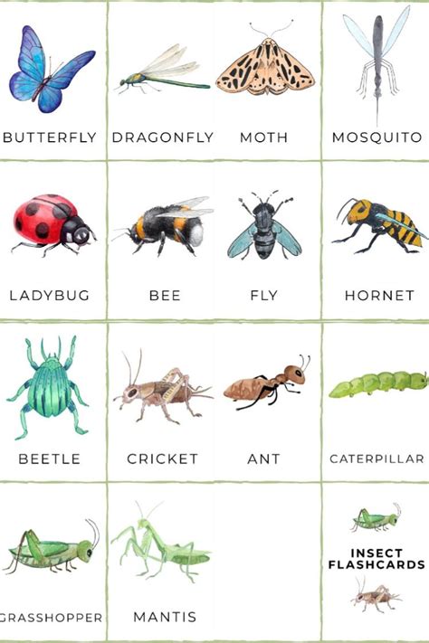 Free Printable Insect Flashcards