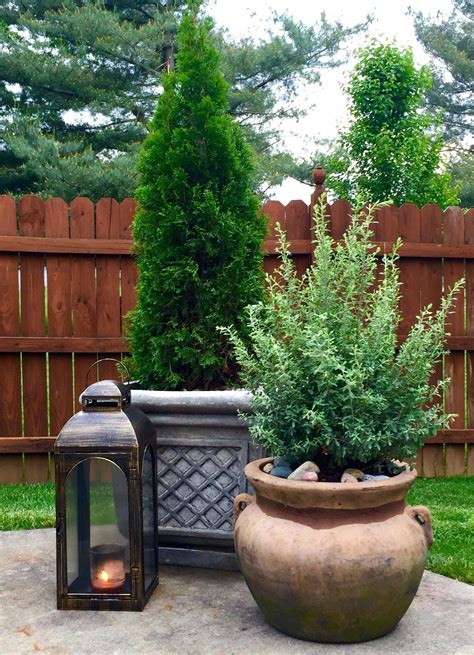Potted Evergreens Best Shrubs For Shade Bushes Privacy On Deck
