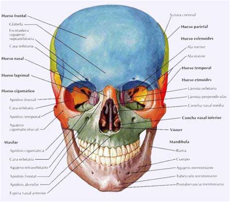 Huesos De La Cara Huesos De La Cara Huesos Anatomia Anatomia Humana