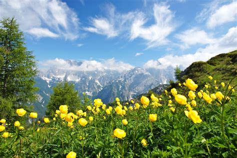 Photography Nature Landscape Summer Wildflowers Mountains Clouds