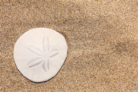 Sand Dollar On The Beach Stock Images Image 6375814