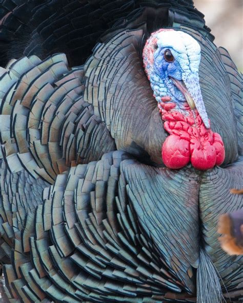 youth hunters harvest 1 103 wild turkeys during special weekend newsroom news and events
