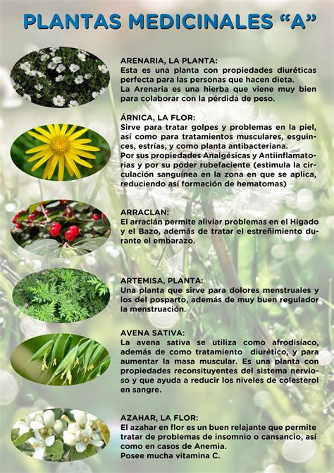 Las Plantas Medicinales Y Sus Usos Curativos Infografías Y Remedios