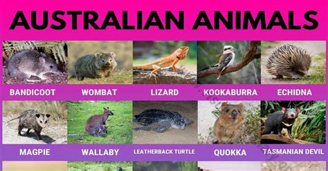 Animals Around The World Visual Dictionary