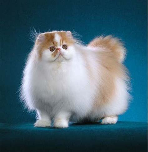 Persian Cat Fun Animals Wiki Videos Pictures Stories