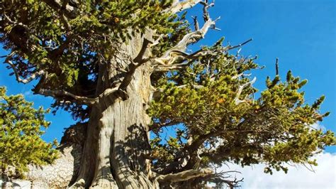 Bristlecone Pine Facts Oldest And Lifespan Britannica