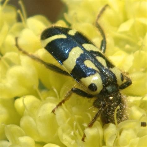 Black And Yellow Beetle Trichodes Ornatus Bugguidenet