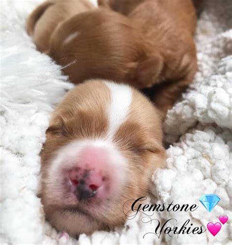 Get a boxer, husky, german shepherd, pug, and more on kijiji we have a red merle australian shepherd female looking for a guardian home for her. Gemstone Yorkies Blog - GEMSTONE YORKIES* BOUTIQUE*EXOTIC ...
