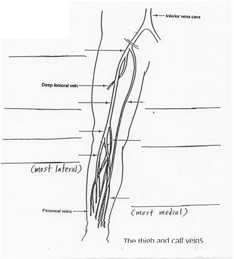 Lower Extremity Veins Diagram Quizlet