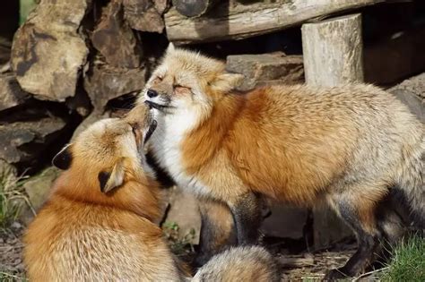 Fascinating Facts About Fox Mating Season You Love Learning About