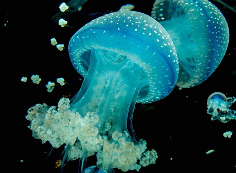 Blue Jellyfish Photo And Image Underwater Aquarium Fish Images At