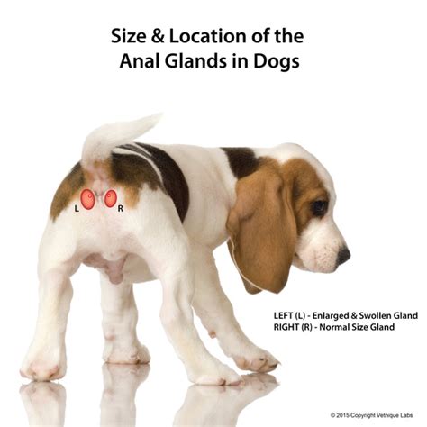 Dog Anal Gland Illustration Glandex