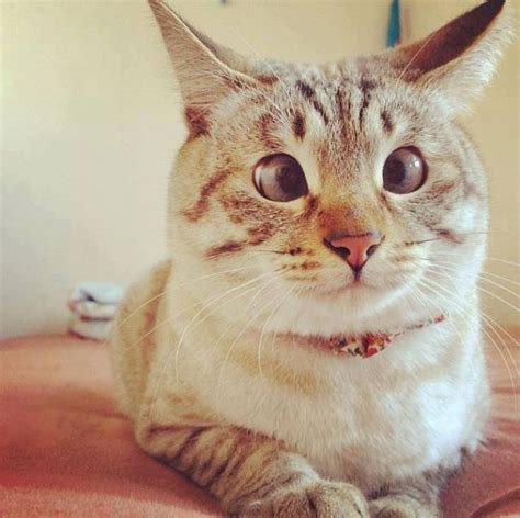 18 Pictures Of Cats With The Cutest Googly Eyes We Love Cats And Kittens