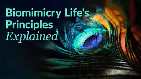 The Biomimicry Lifes Principles Explained