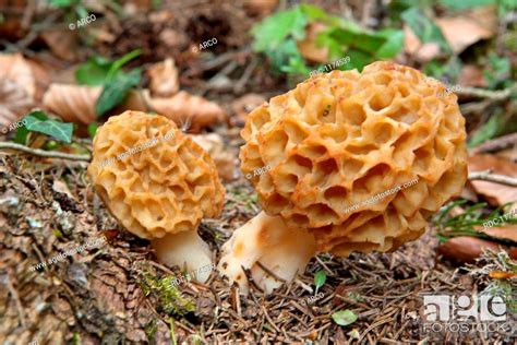 Common Morel Stock Photo Picture And Rights Managed Image Pic Rdc