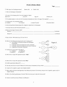 The term diploid is derived from the greek diplos meiosis occurs by a series of steps that resemble the steps of mitosis. 50 Meiosis Worksheet Vocabulary Answers | Chessmuseum ...