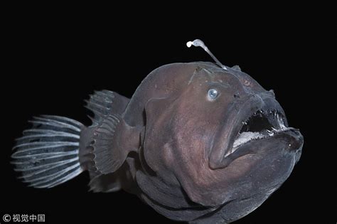 The Bizarre Deep Sea Anglerfish S Mating Process Cgtn