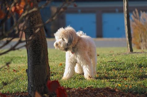 Some call the wheaten terrier break this into two 15 minute sessions a day, if you prefer. Wallace playing in the yard | Soft coated wheaten terrier ...