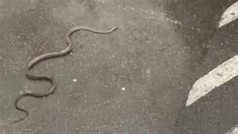 Black Mamba Rescued From The Parking Lot Of A Popular Westville