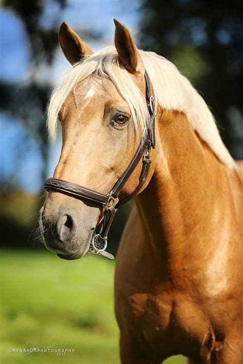 Lovely Palomino Beautiful Horses Andalusian Horse Horses