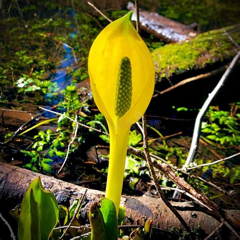 Skunk Cabbage Lilly Stock Photo Image Of Lily Lilly 176168352