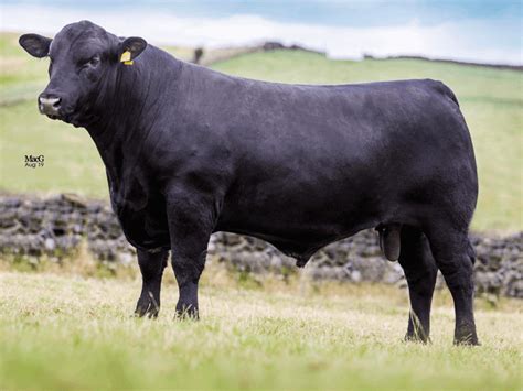 Rawburn Trigger Aberdeen Angus Semen For Your Herd