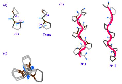 Proline Structure Synthesis Compound Reaction Function Chemistry