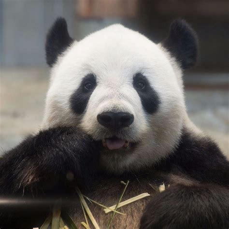 Pin By Ronni L On Animals I Adore Panda Bear Bear Bear Cubs