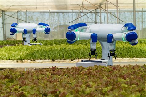 Robotica Intelligente In Agricoltura Concetto Futuristico Robot
