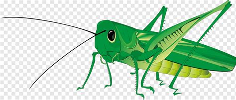 Grasshopper Grasshopper Leaf Insects Grass Png Pngwing