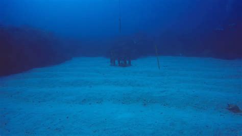 Texas Flower Garden And Stetson Banks Scuba Diving June 2020