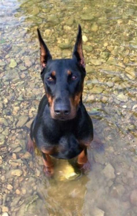 We did not find results for: Pin on Dobermann Pinschers-they are my angels here on ...